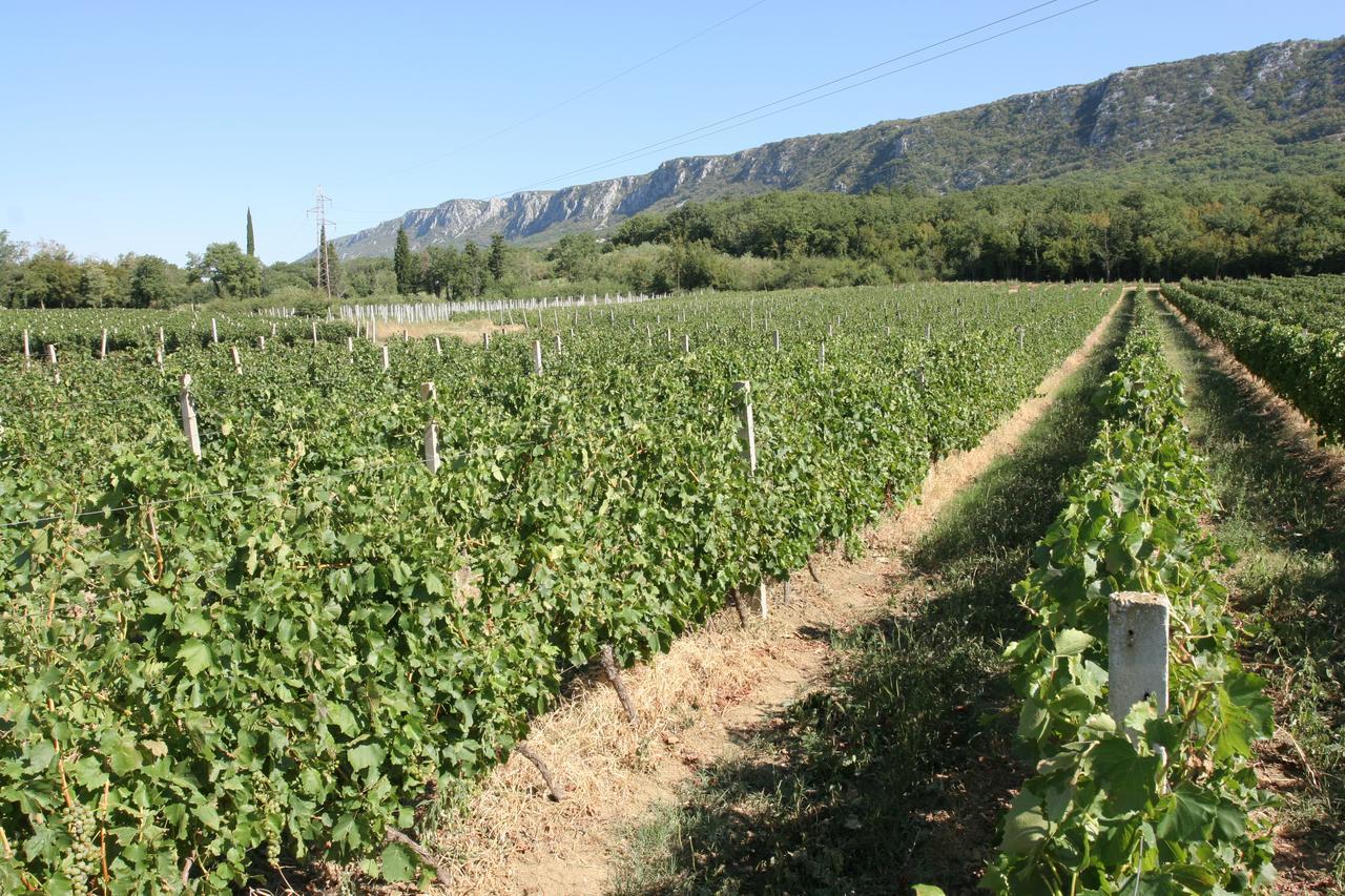 Pavica * Novi Vinodolski